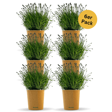 6 x Lavendel "Larissa"