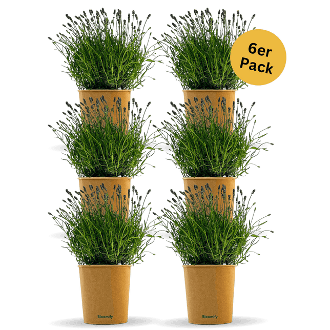 6 x Lavendel "Larissa"