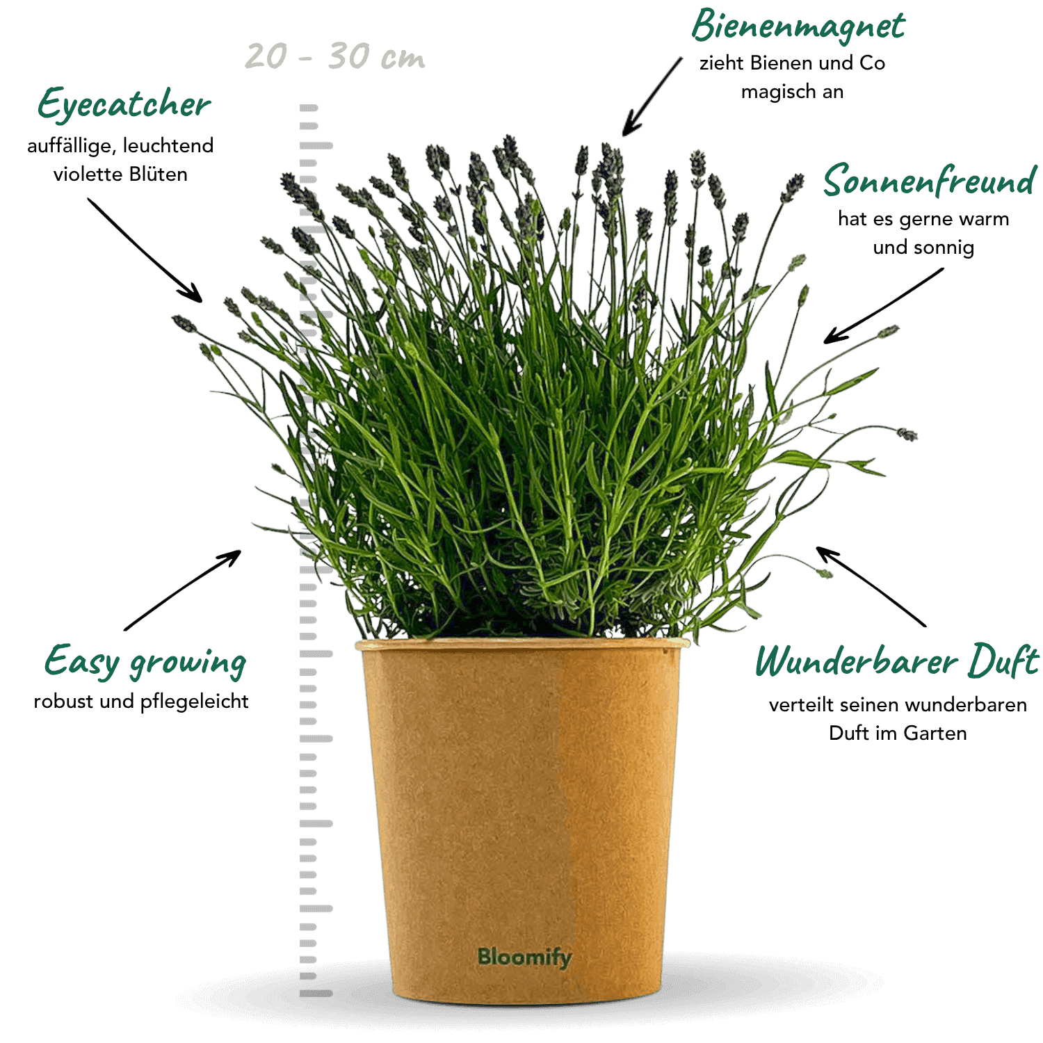 6 x Lavendel "Larissa"