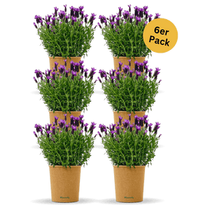 Lavendel „Lasse“ – Lavendelpflanze in Gärtnerqualität kaufen