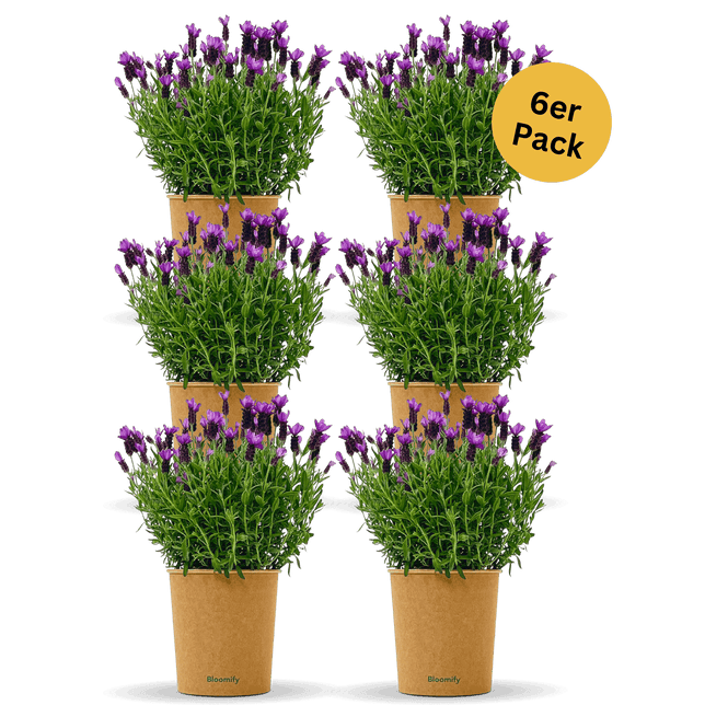 6 x Lavendel "Lasse"