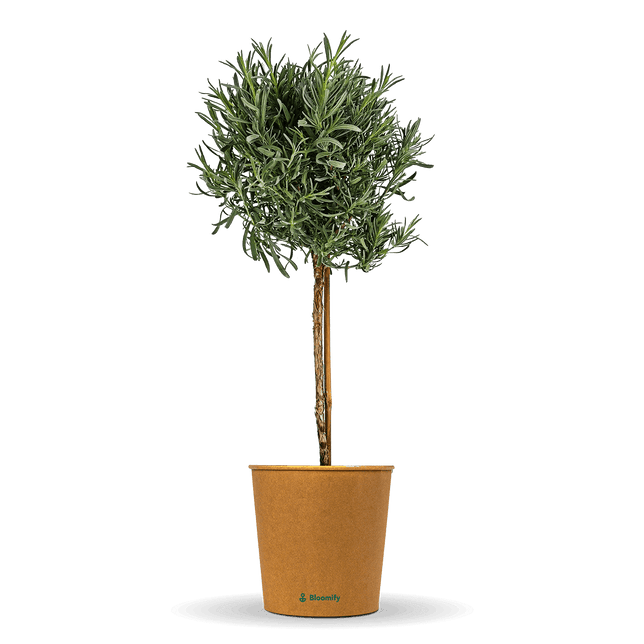 Lavendel Stämmchen "Lea"