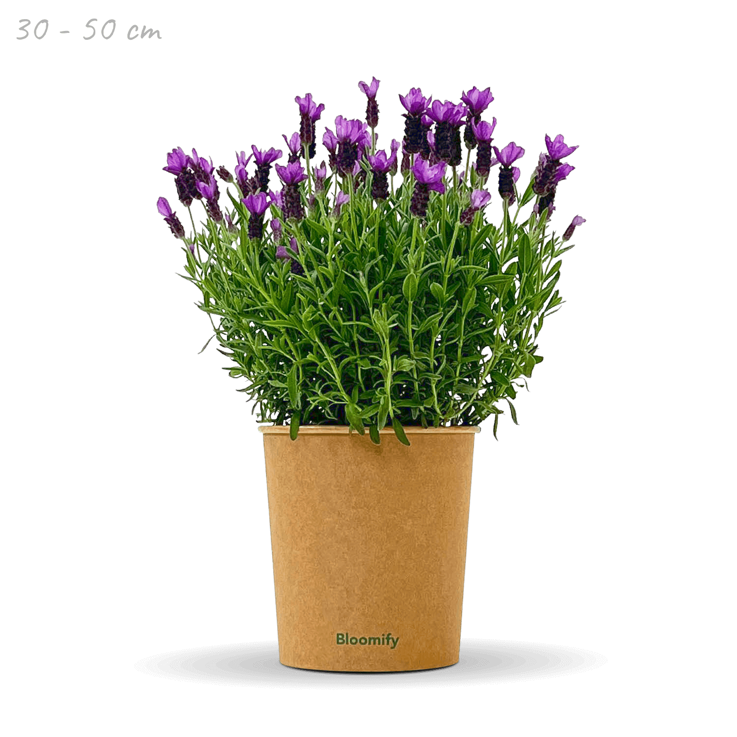 Lavendel "Lasse"