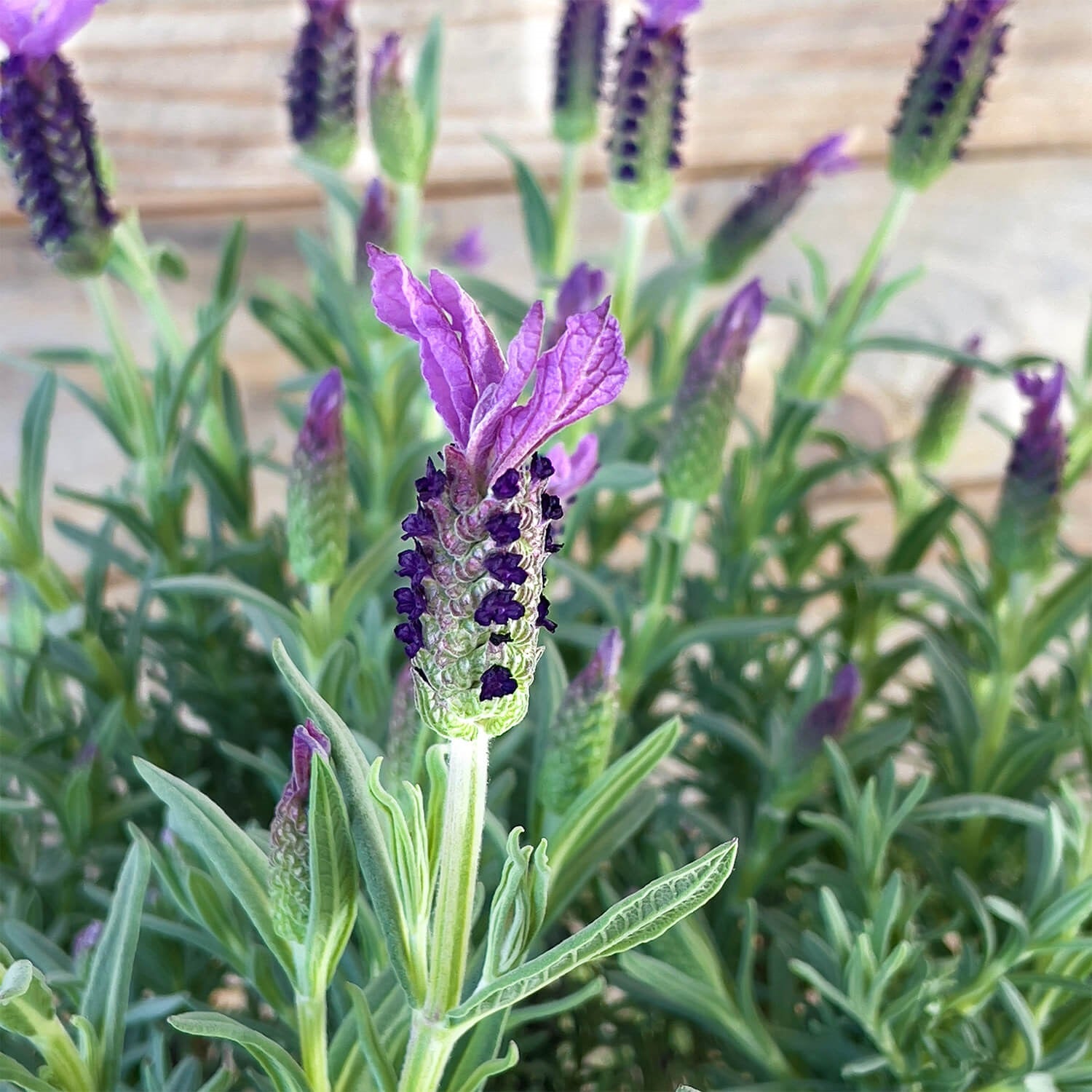Lavendel "Lavinia"