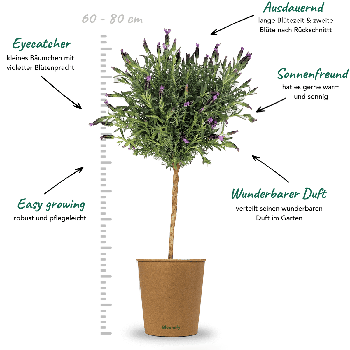 Lavendel "Lavinia"