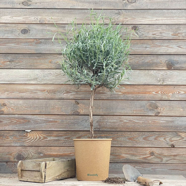 (B-Qualität) Lavendel Stämmchen "Lea"