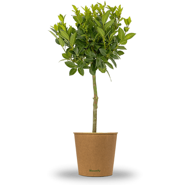 Lorbeer Stamm "Lothar"