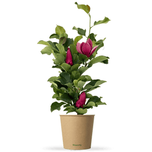 Magnolie "Malea"