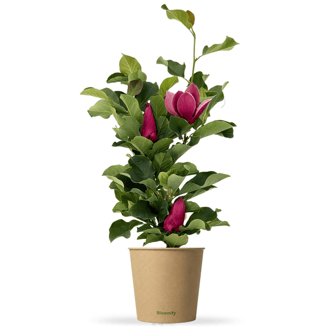 Magnolie "Malea"