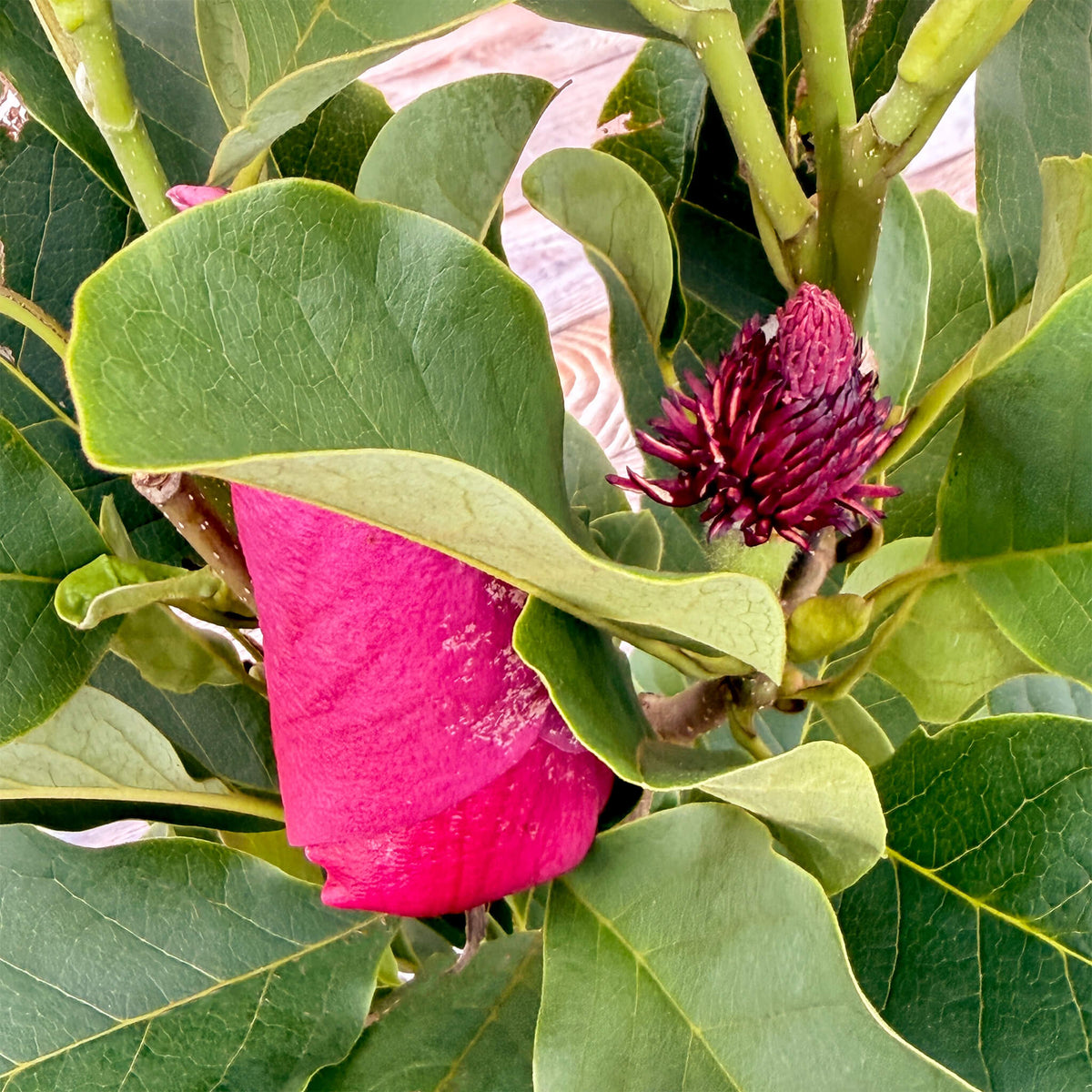 Magnolie "Malea"