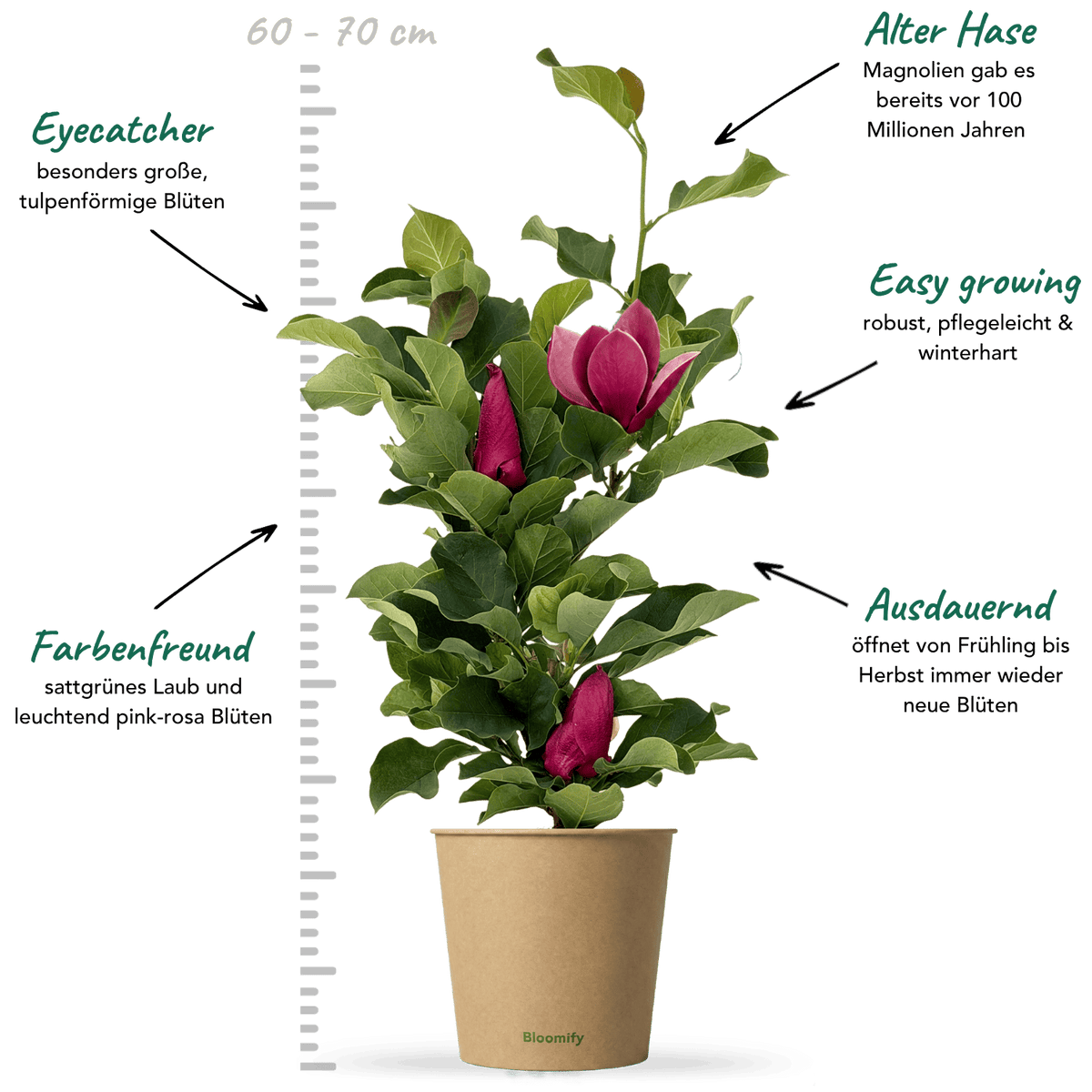 Magnolie "Malea"