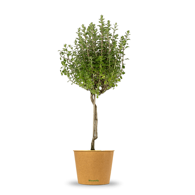 Majoran Stämmchen "Majorie"