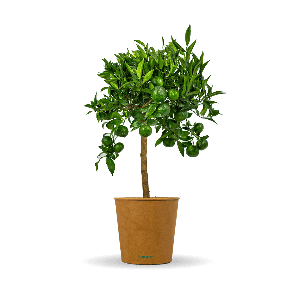 Mandarinenbaum 