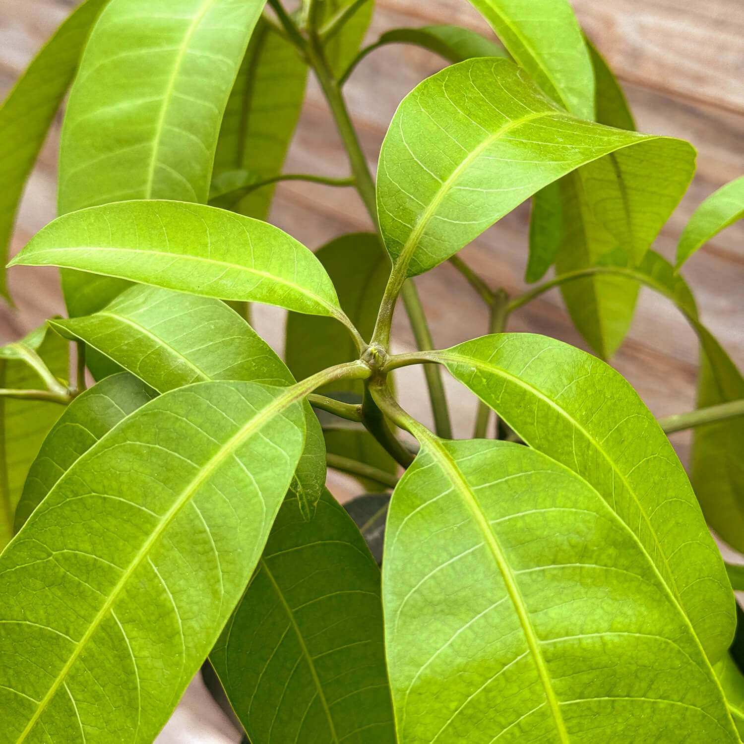Mangobaum "Marta"