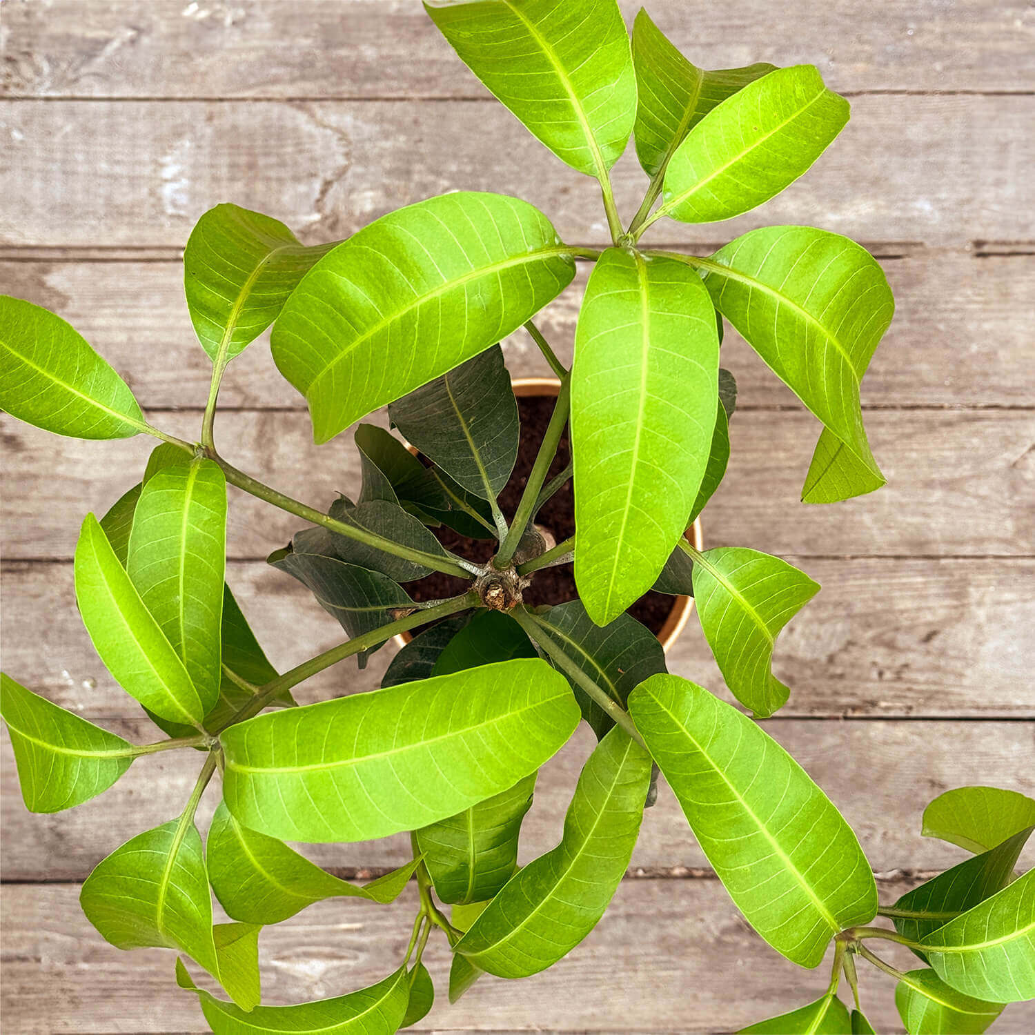 Mangobaum "Marta"