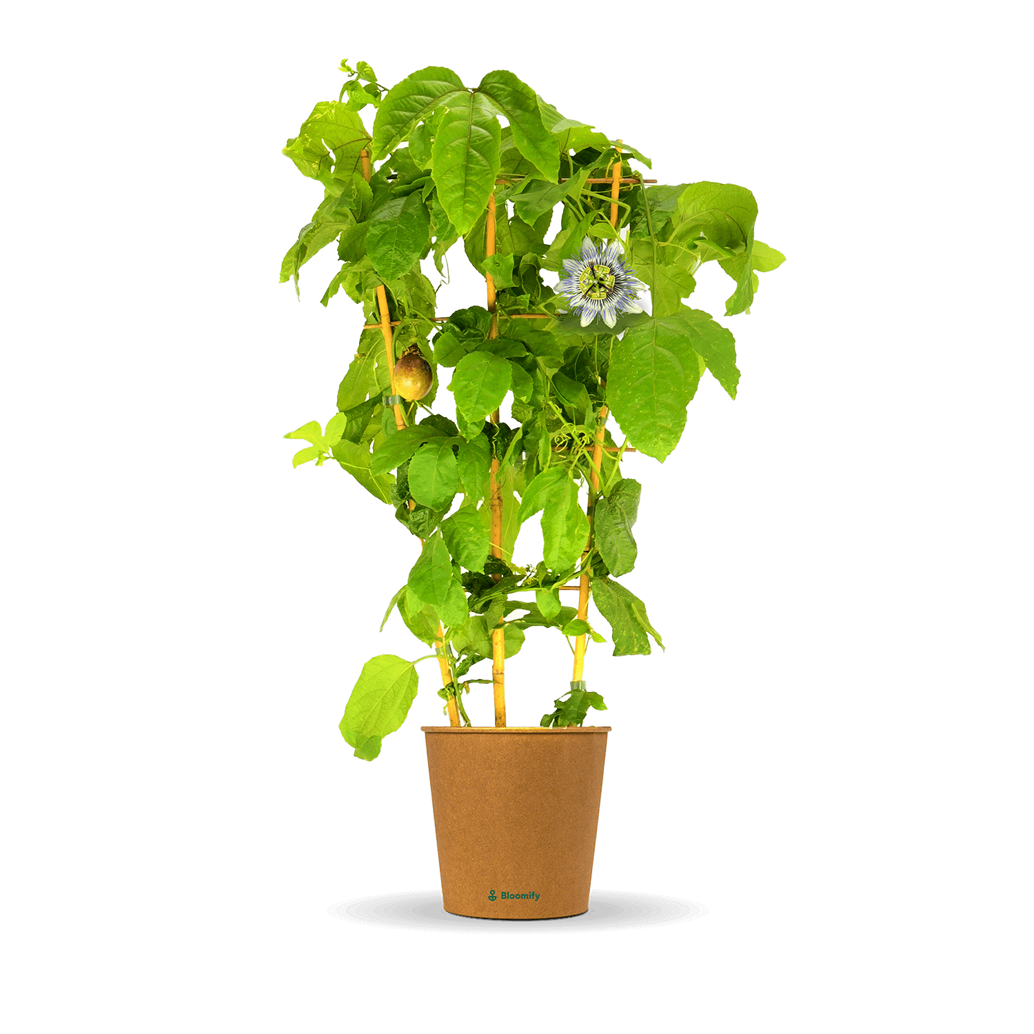 Maracuja "Mara"