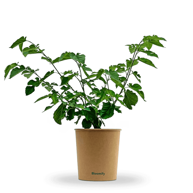 Maulbeere "Michel" (Bio)