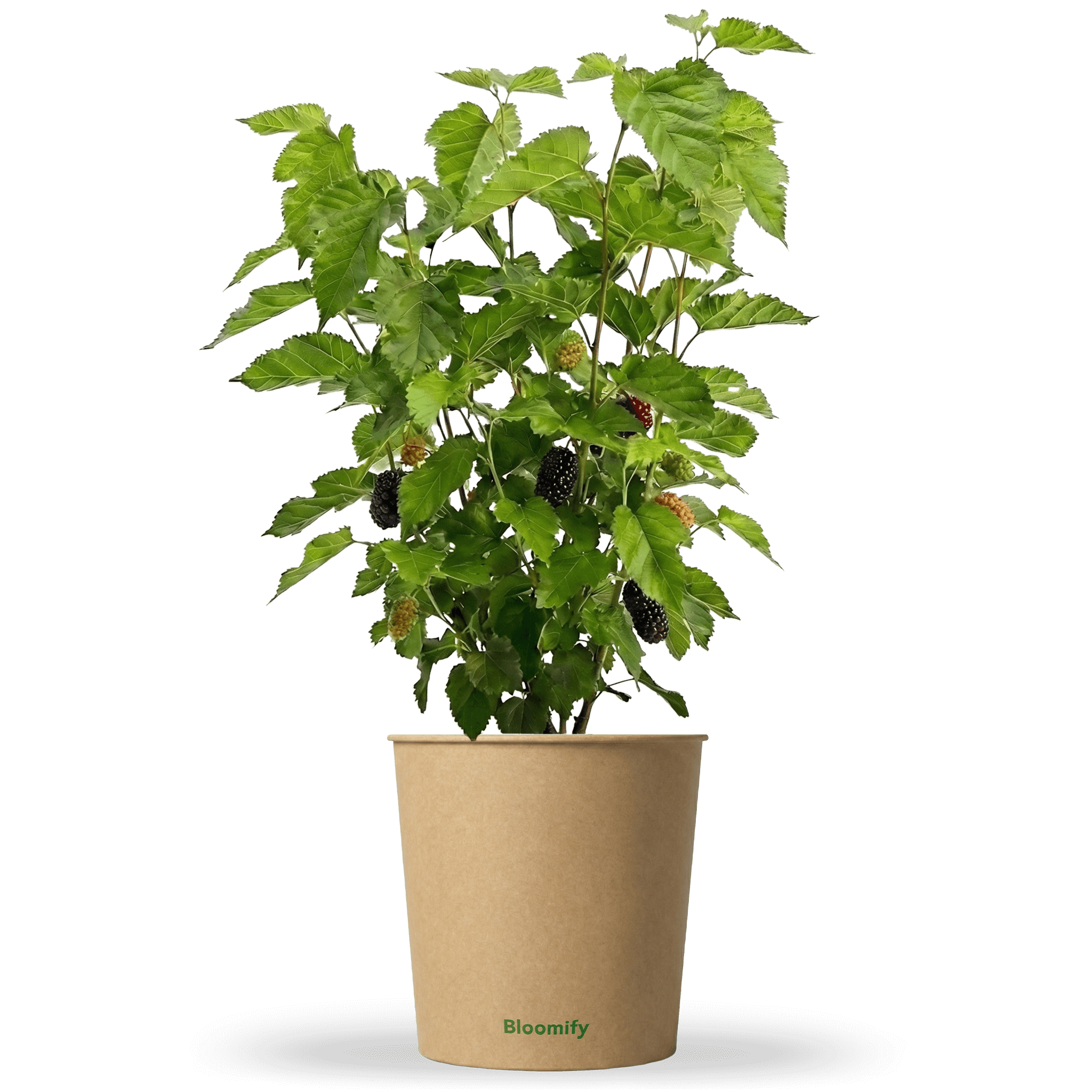 Maulbeere "Michel" (Bio)