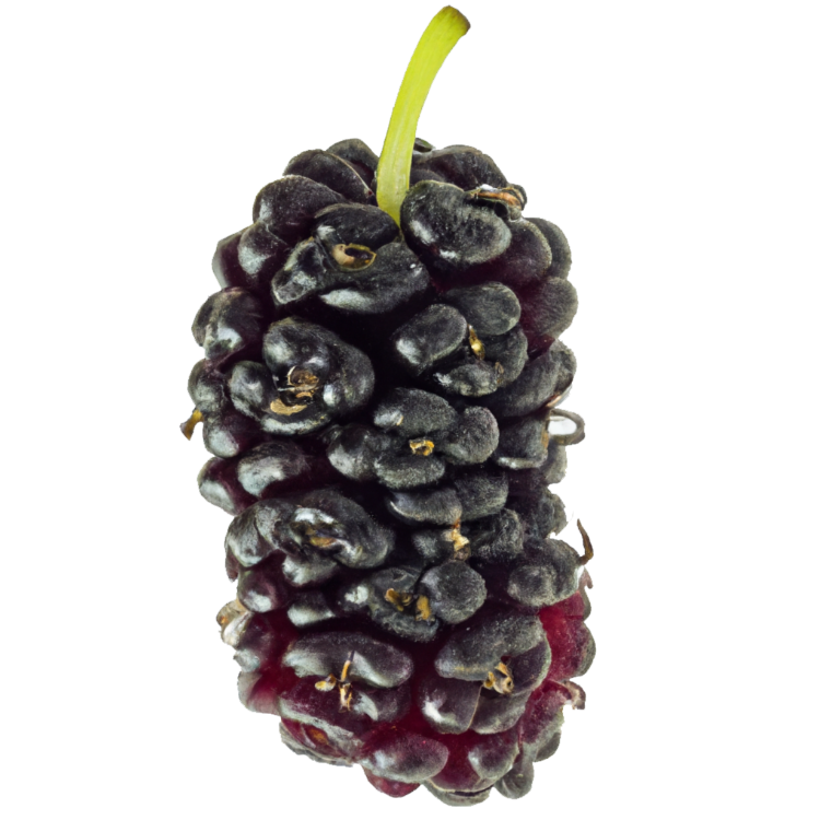 Maulbeere Stämmchen "Madita"