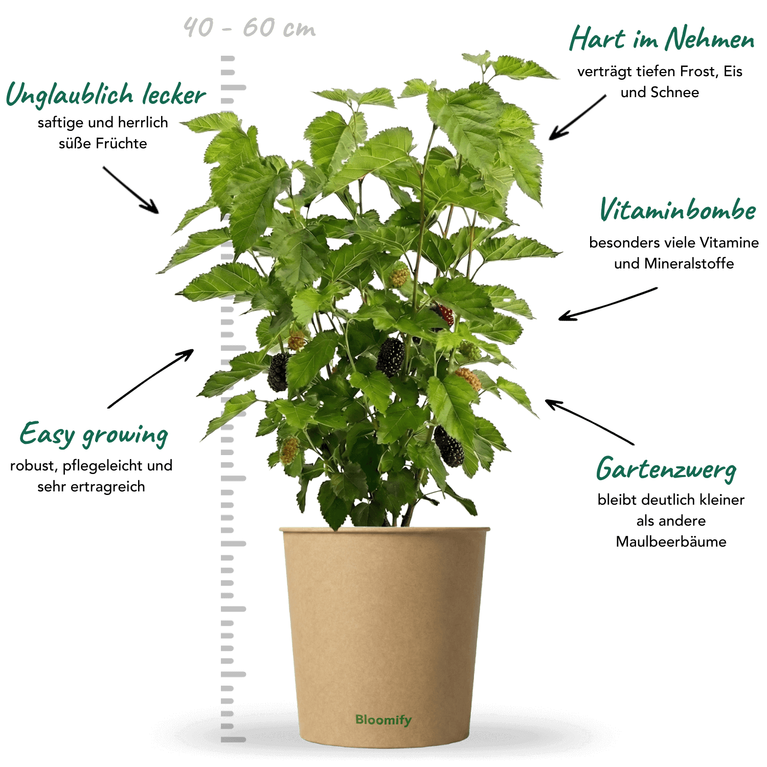 Maulbeere "Michel" (Bio)