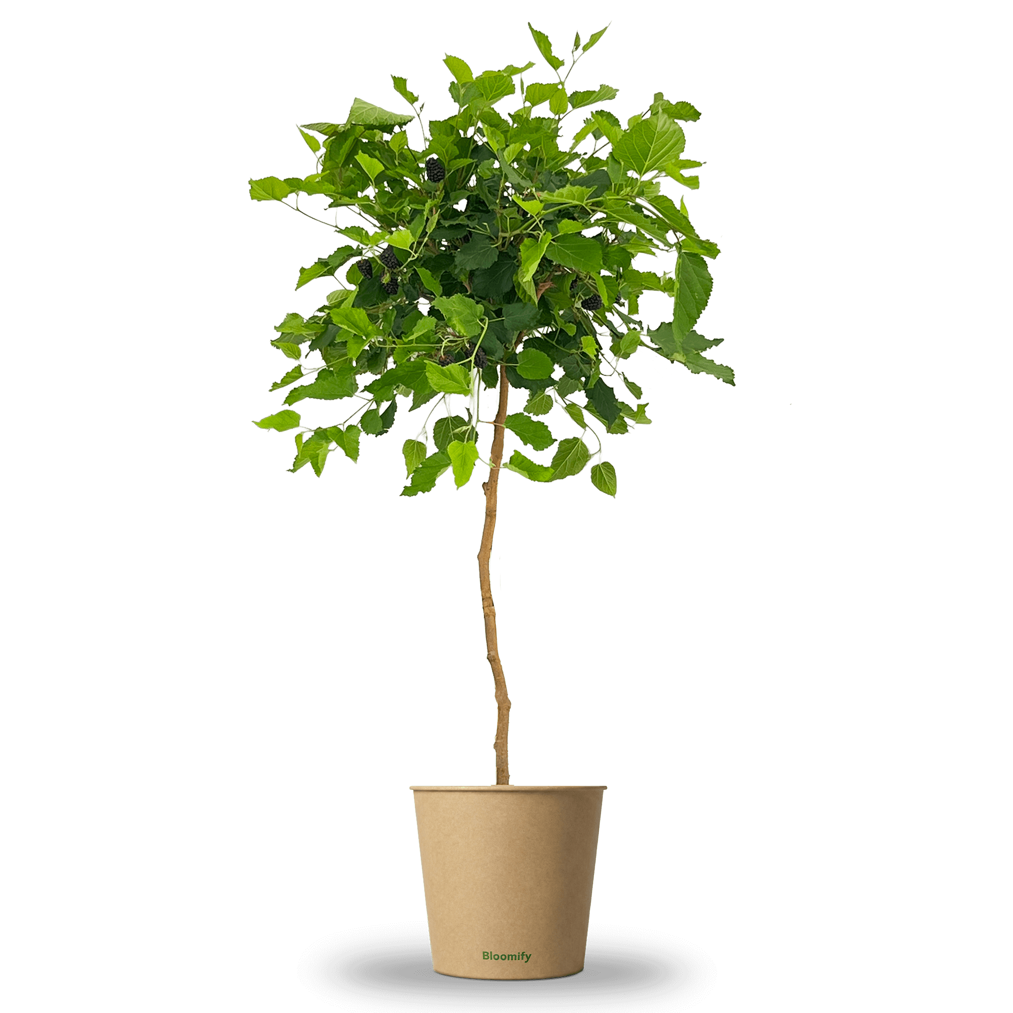 Maulbeere Stämmchen "Madita"