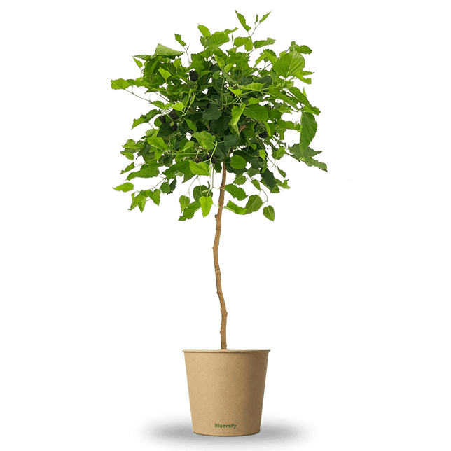 Maulbeere Stämmchen "Madita"