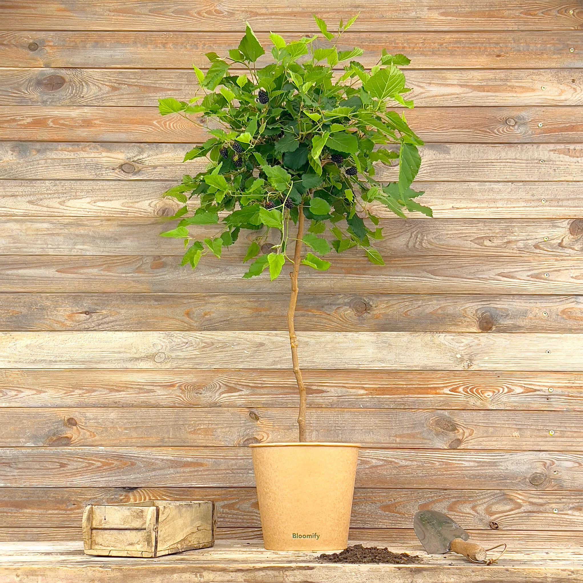 Maulbeere Stämmchen "Madita"