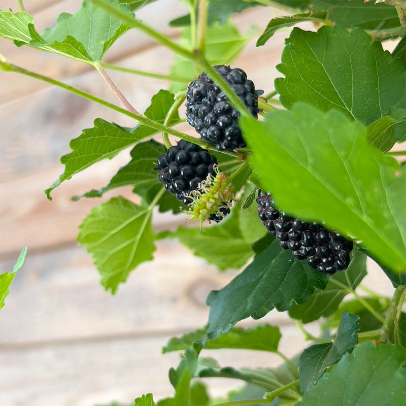 Maulbeere Stämmchen "Madita"