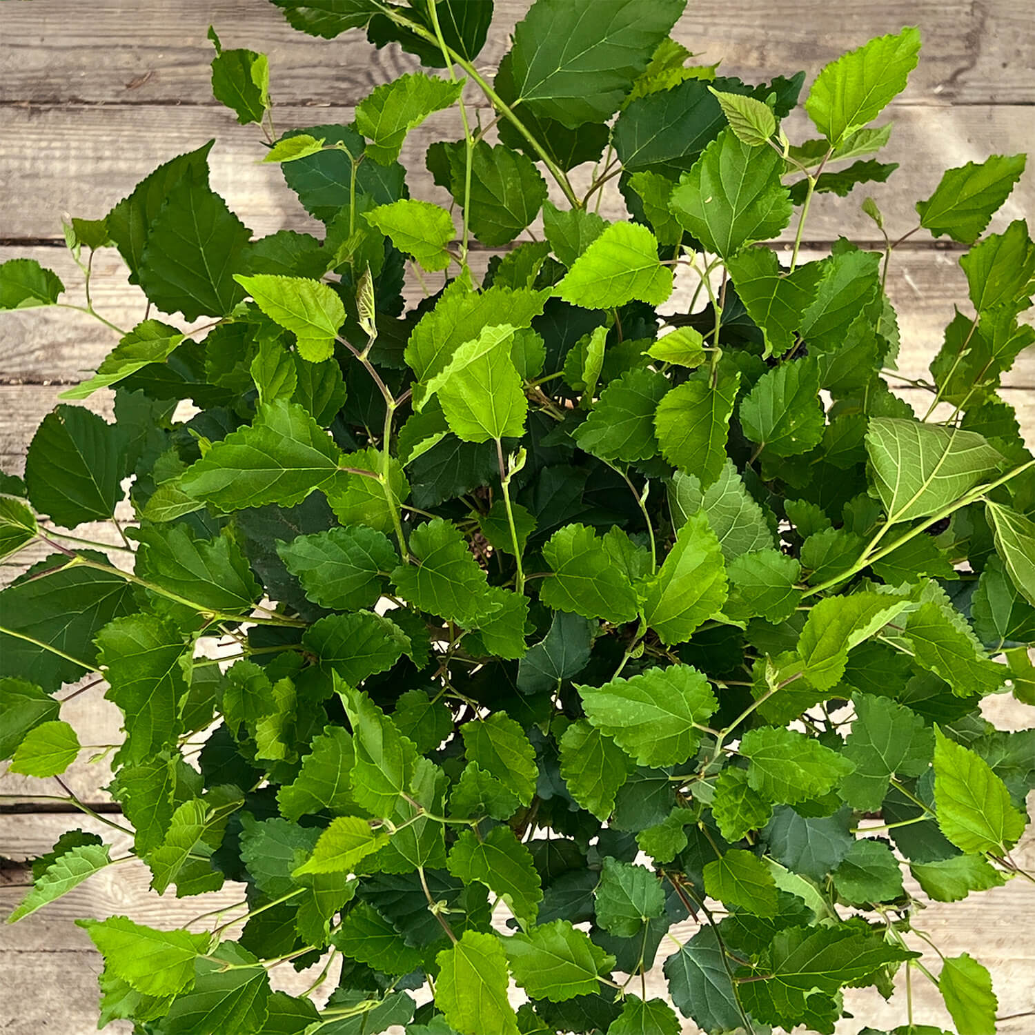 Maulbeere Stämmchen "Madita"