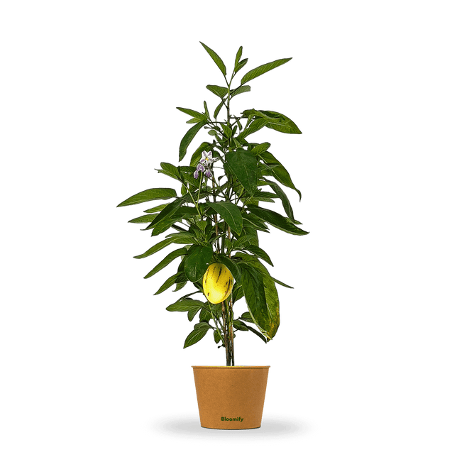 Melonenbirne "Melanie"