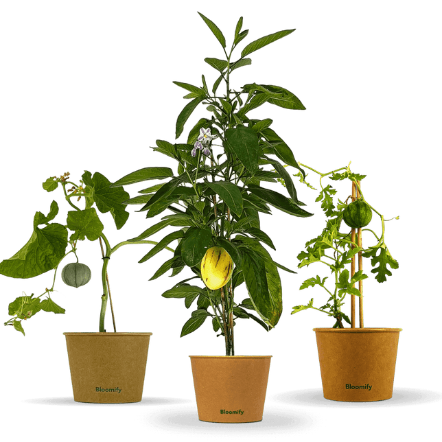Melonentrio "Melony"