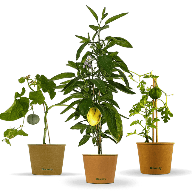 Melonentrio "Melony"