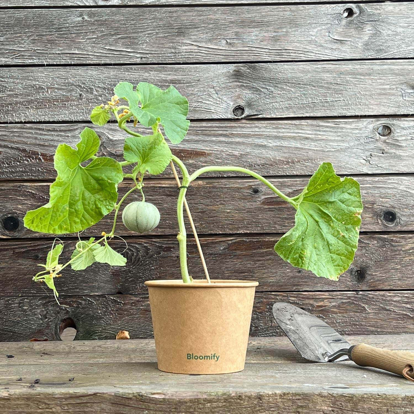 Melonenpflanzen 3erSet Obstpflanzen in Gärtnerqualität kaufen
