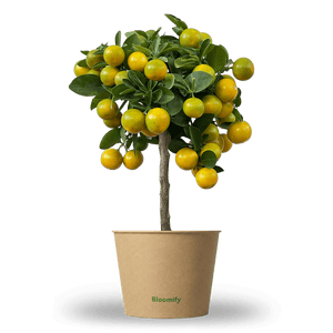 Mini Calamondinorange "Carlos"