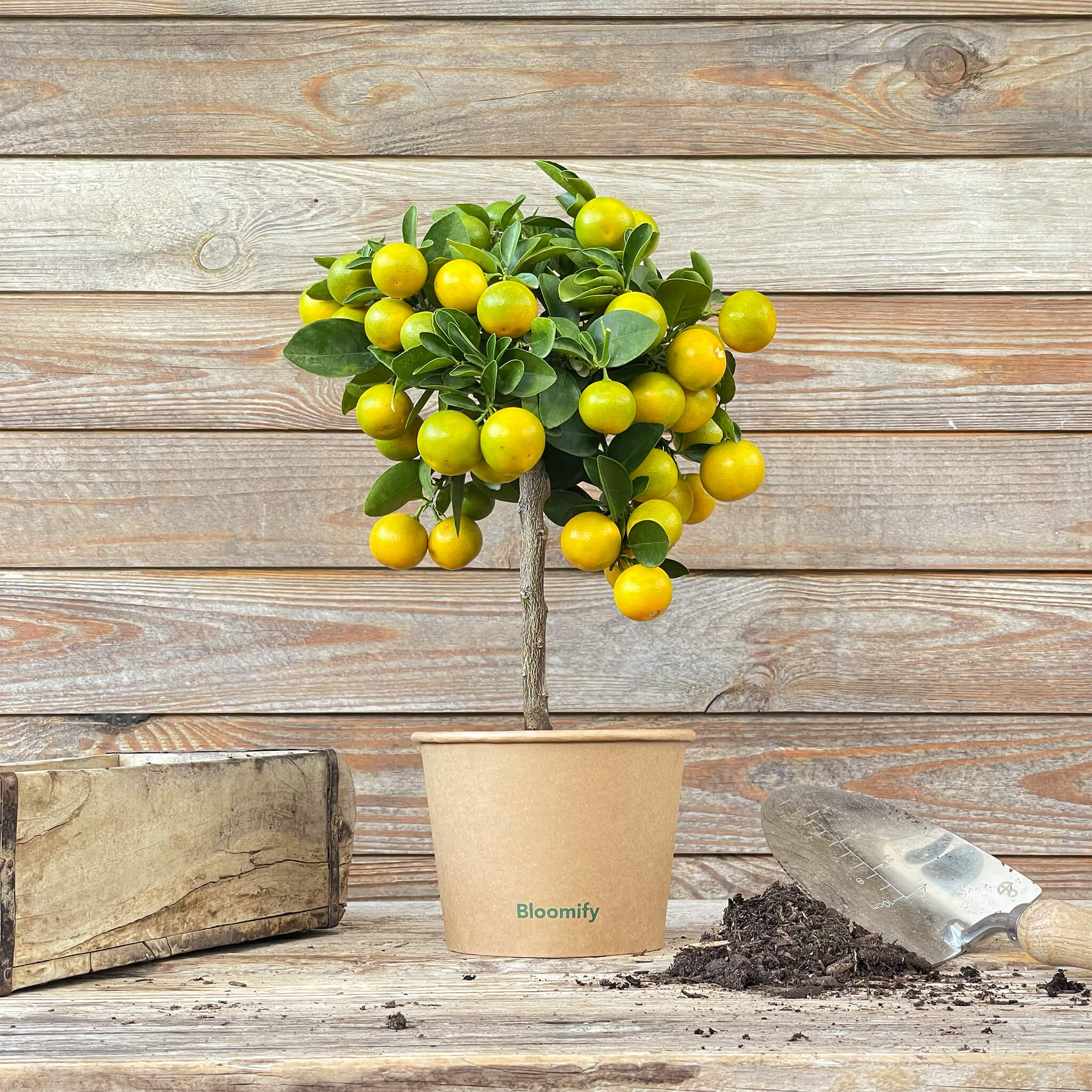 Mini Calamondinorange "Carlos"
