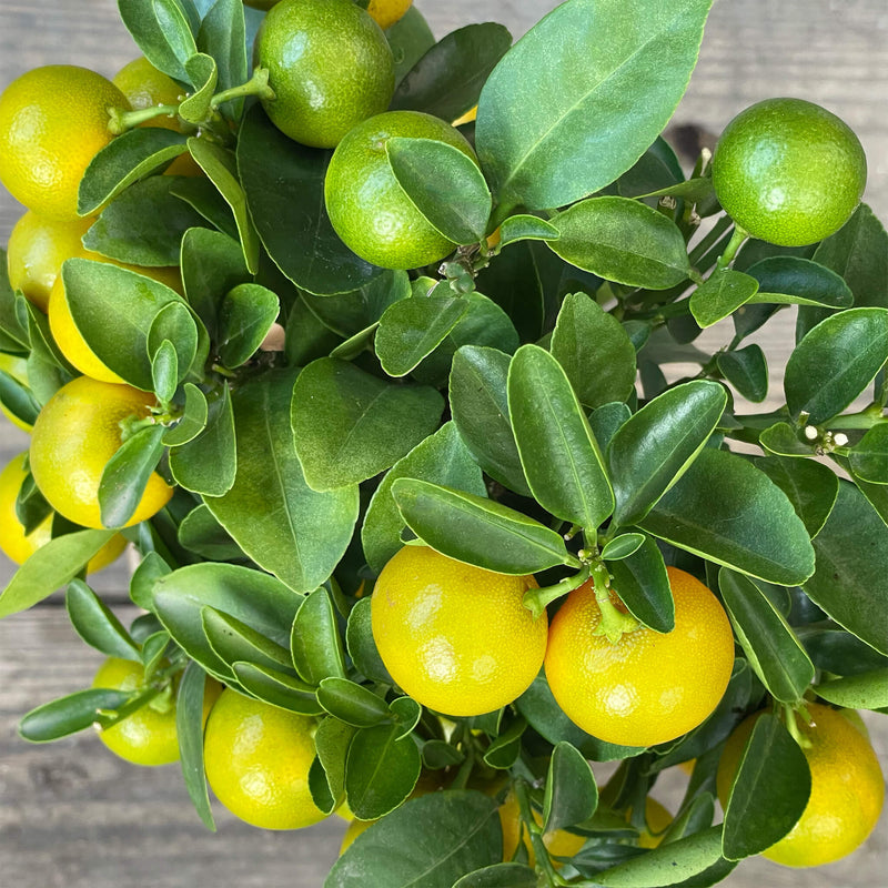 Mini Calamondinorange "Carlos"