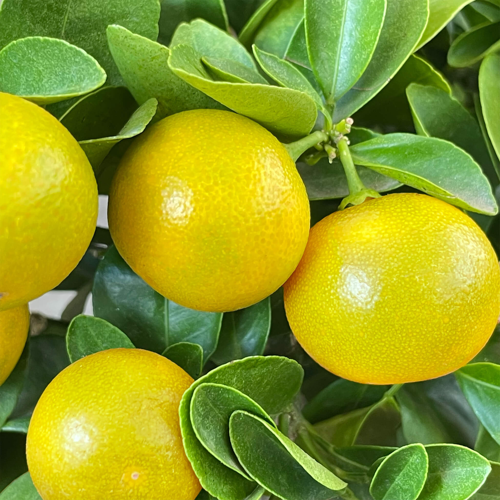 Mini Calamondinorange "Carlos"
