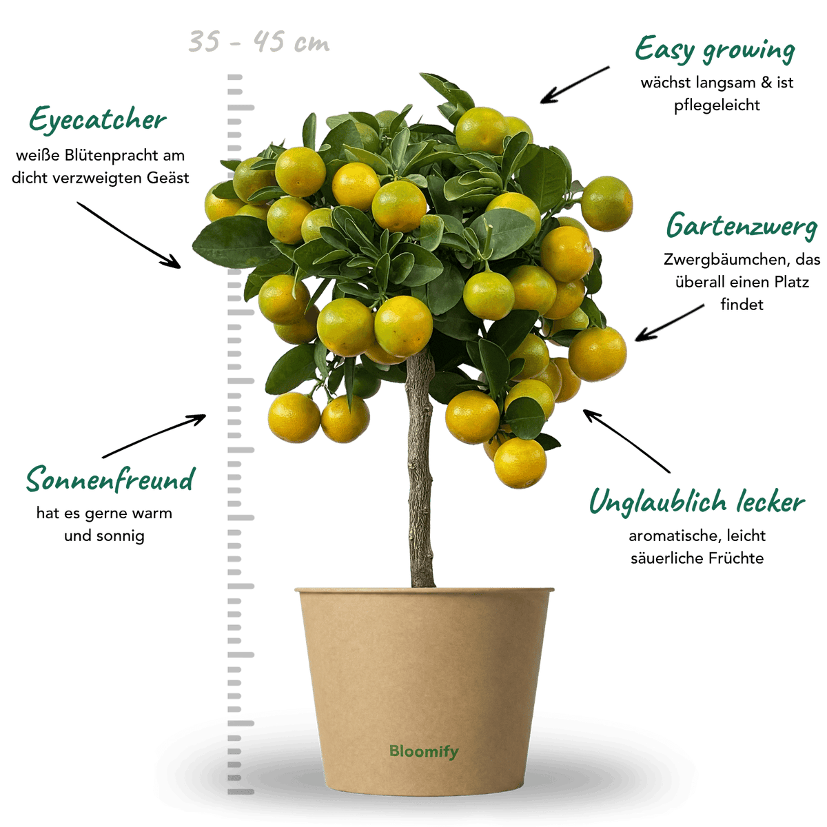 Mini Calamondinorange "Carlos"