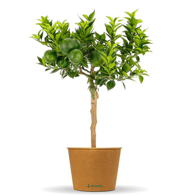 Mini Chinotto "Claudio"