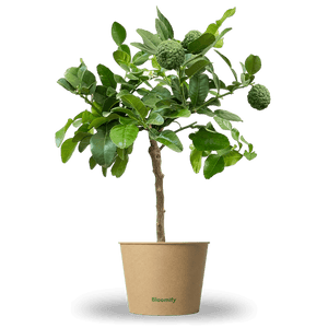 Mini Kaffir-Limette "Kelly"
