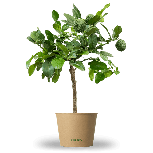 Mini Kaffir-Limette "Kelly"