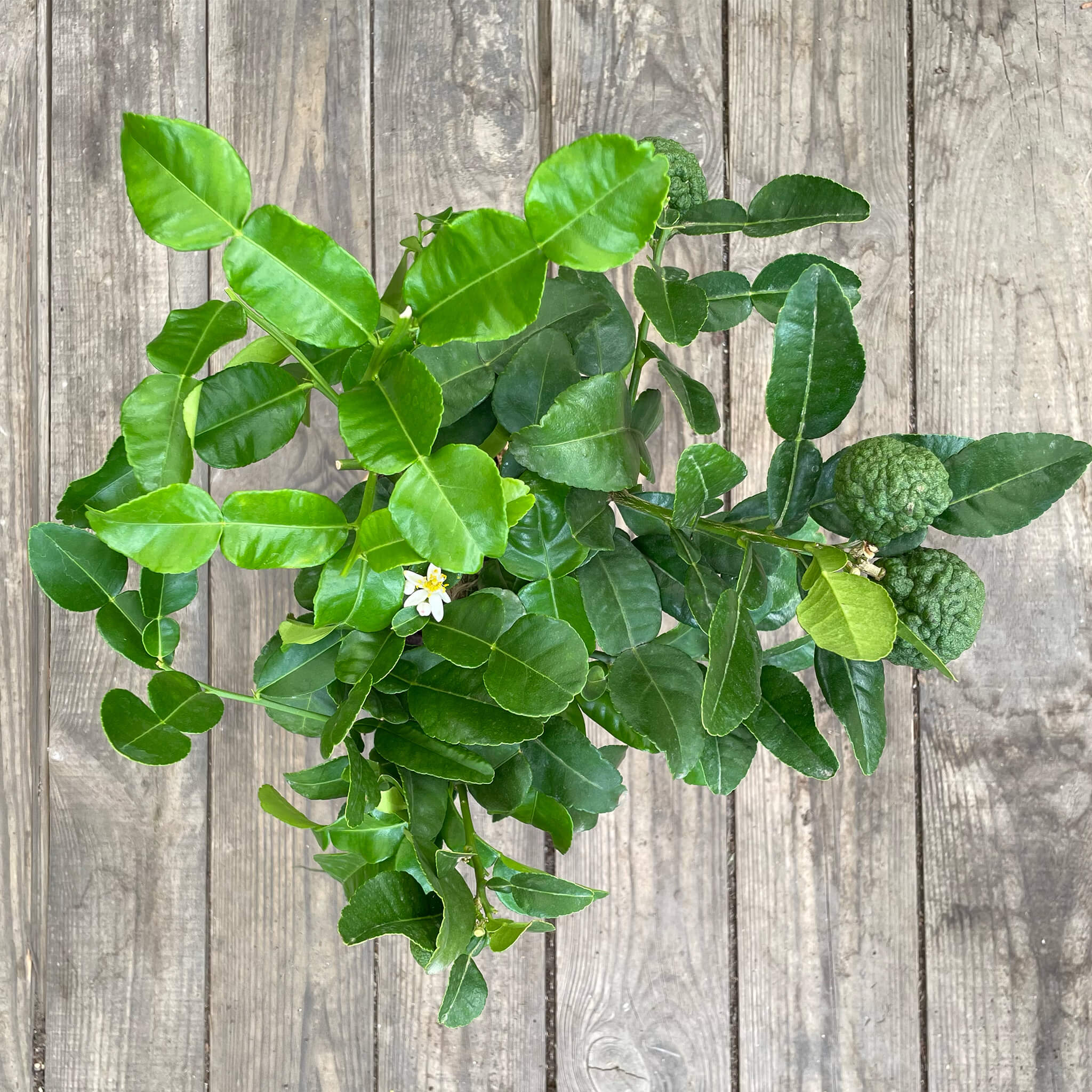 Mini Kaffir-Limette "Kelly"