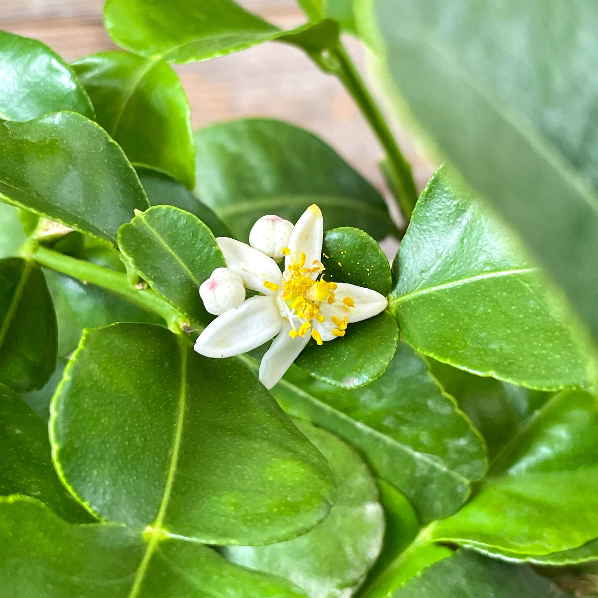 Mini Kaffir-Limette "Kelly"