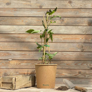 (B-Qualität) Mini Kiwi "Kylie" (Bio)