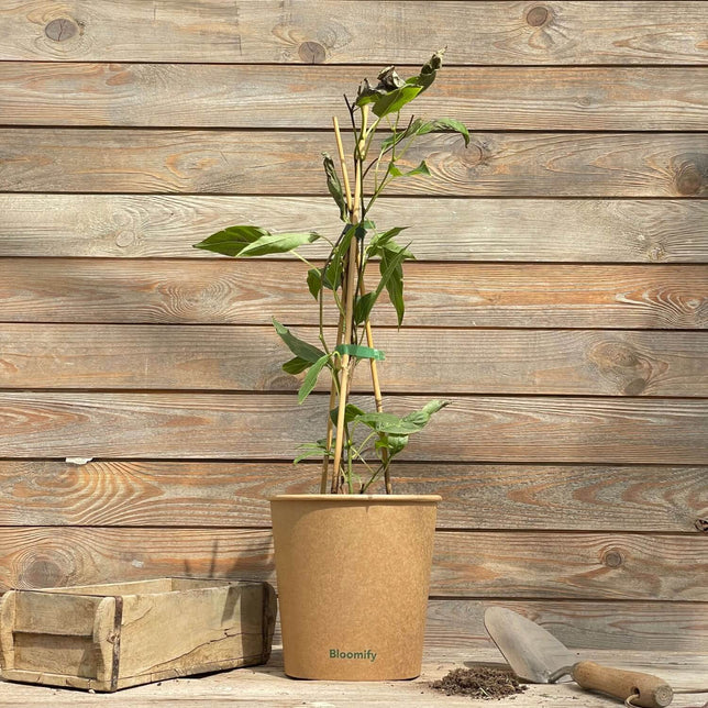 (B-Qualität) Mini Kiwi "Kylie" (Bio)