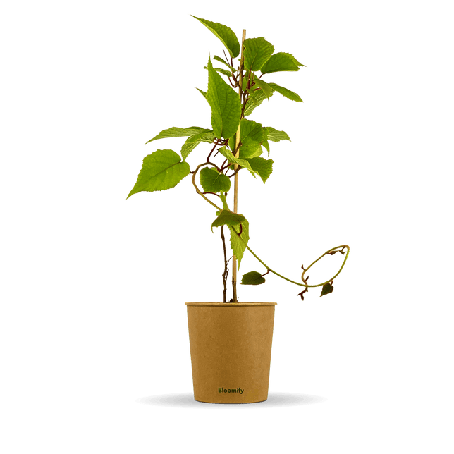 Mini Kiwi "Kylie" (Bio)
