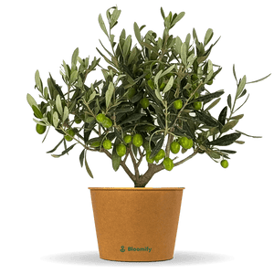 Mini Olivenbusch 