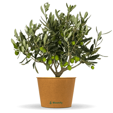 Mini Olivenbusch 