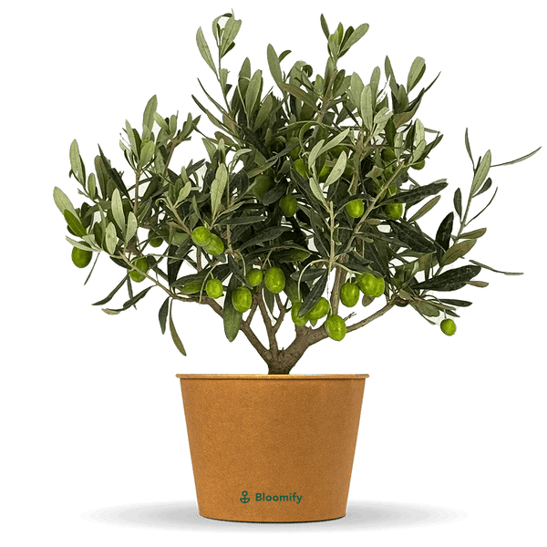 Mini Olive Busch 