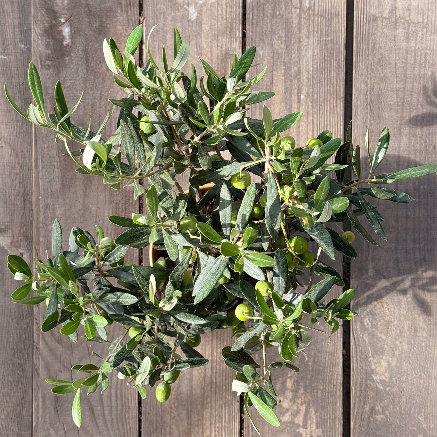 olivenbaum busch Mini Olivenbusch 